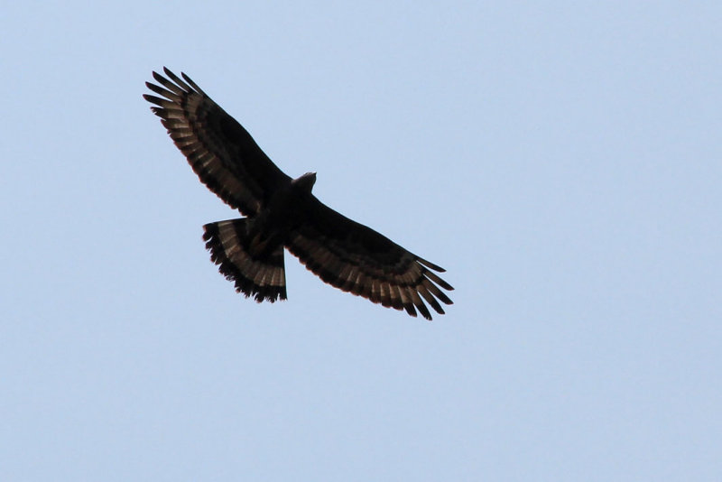 IMG_1629.JPG