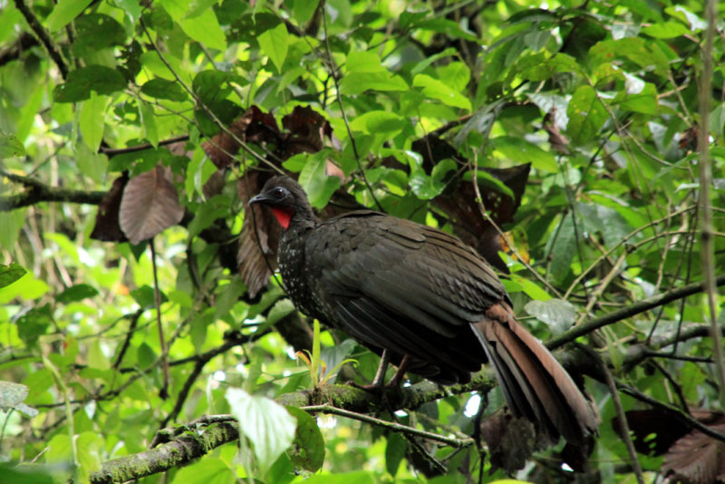 Parque Nacional Volcan Arenal