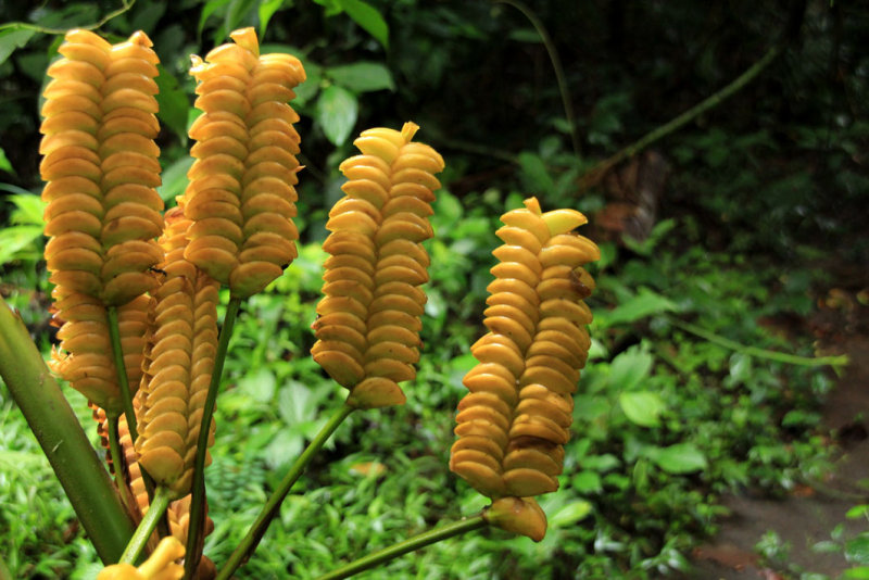 Parque Nacional Volcan Arenal