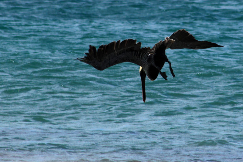 Tamarindo