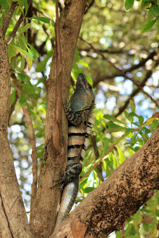 Tamarindo