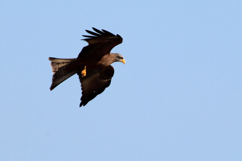 IMG_3392.JPG