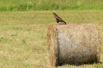 Saaremaa 