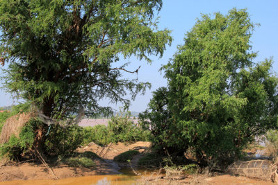 Along the Mekong