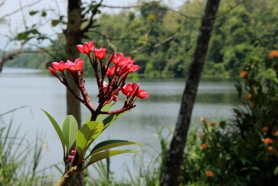 Fauna & Flora in Kerala