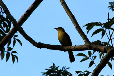 IMG_0693.JPG