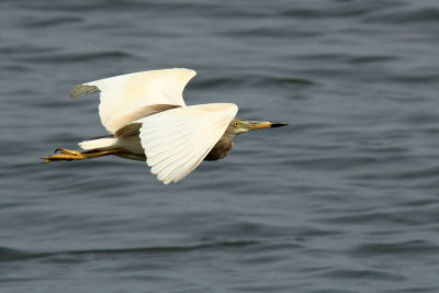 IMG_1261.JPG