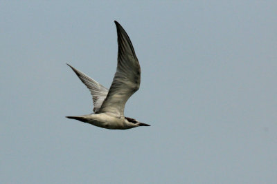 IMG_1264.JPG