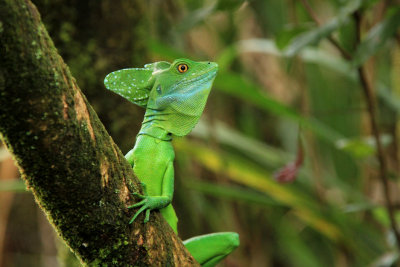 Costa Rica 2014