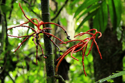 Parque Nacional Volcan Arenal