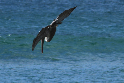 Tamarindo