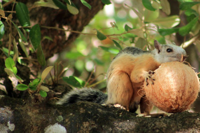 Tamarindo