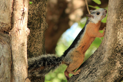 Tamarindo