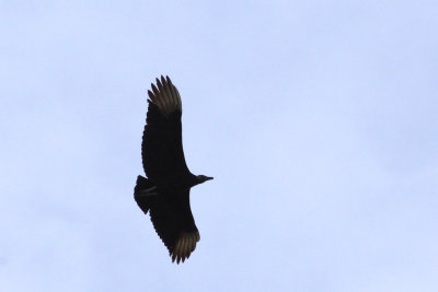 g9/81/81981/3/158568040.z3drlyO5.jpg