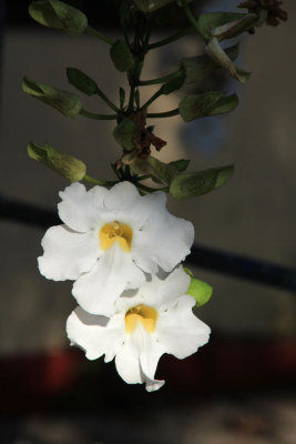 IMG_8526.JPG