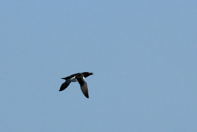 around Gjesvrstappan