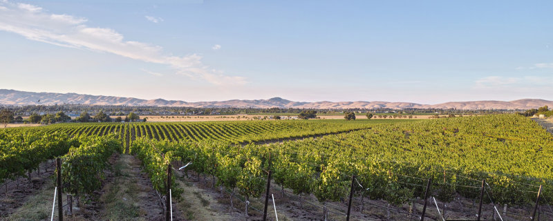 Wente Panorama