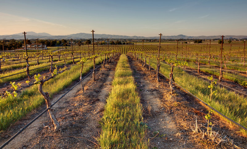 Vineyard in March