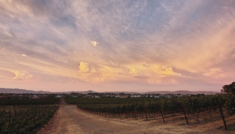 September Sunset in the Vineyard III