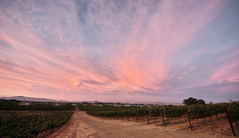 September Sunset in the Vineyard IIII