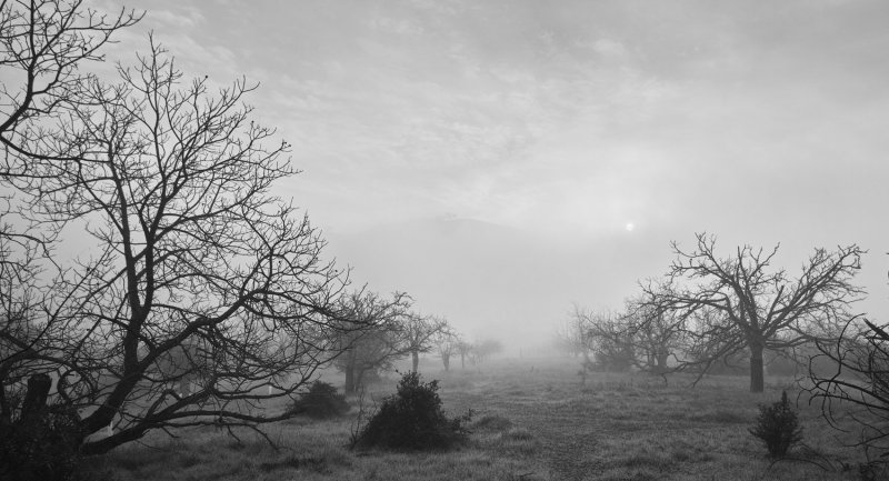Abandoned Orchard in Fog II