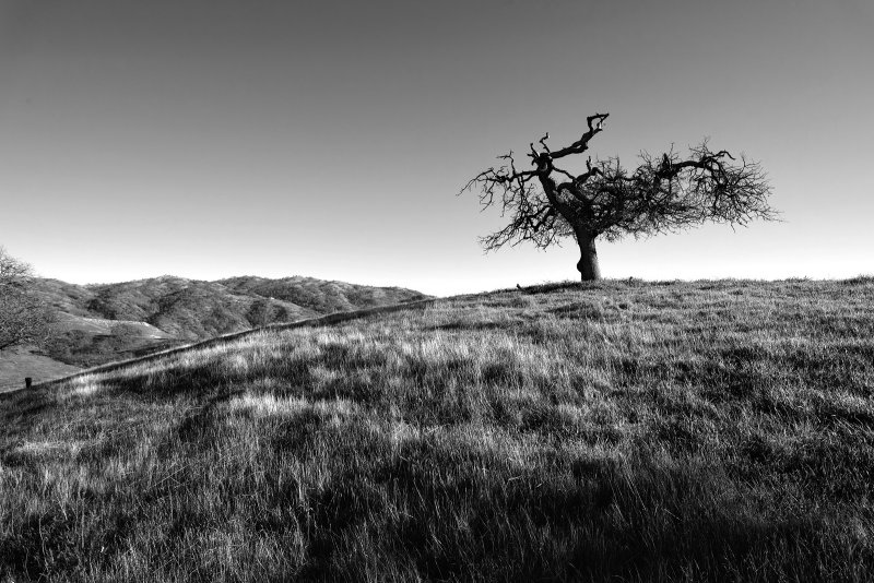 Another Oak, Another Hillside