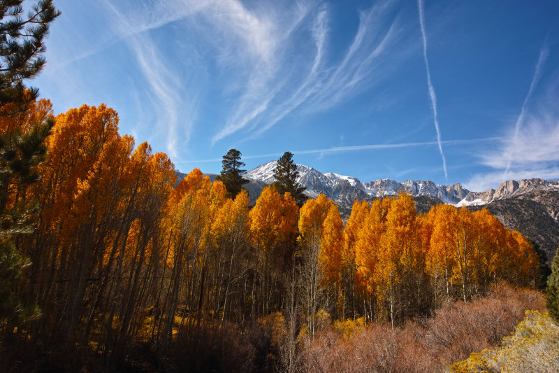 tioga aspen