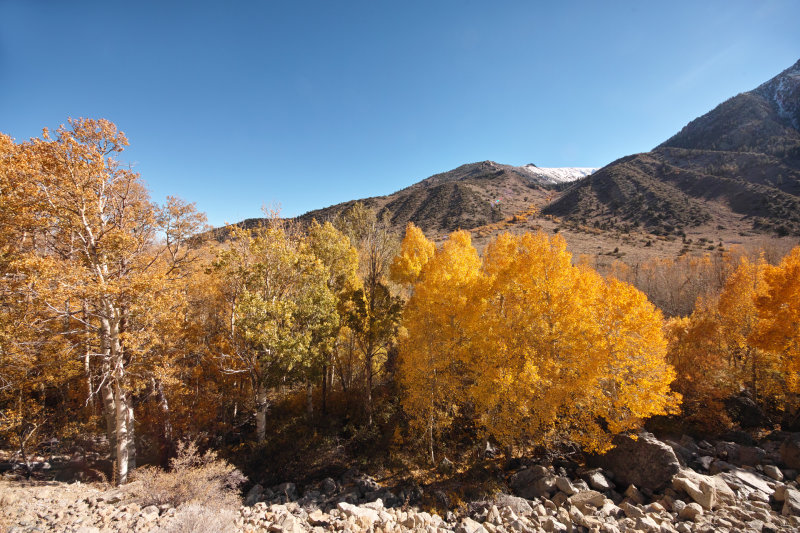 fall color