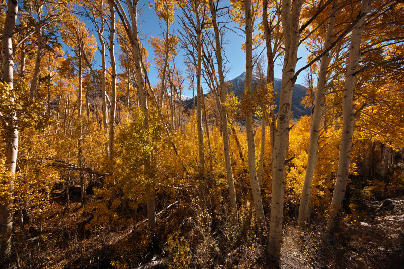 fall color II