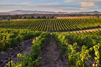 Wente Vinyard in August