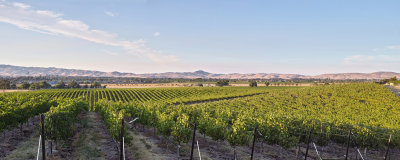 Wente Panorama