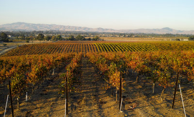 Wente Vineyard Oct 26 North View