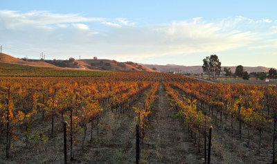 Wente Vineyard Oct 26 South View