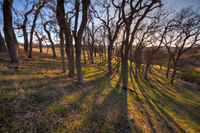 dry shadows II