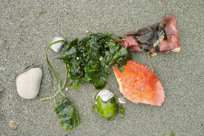 On the beach with a crab