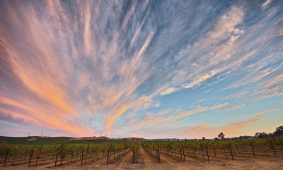 Pink Clouds Green Vines