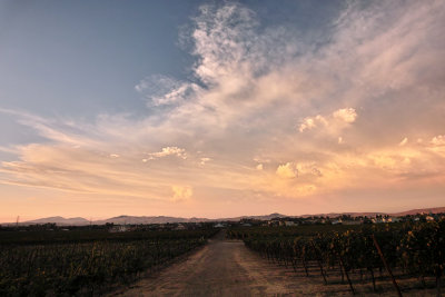 September Sunset in the Vineyard II