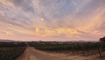 September Sunset in the Vineyard III
