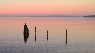 Thirteen Seagull Sunset