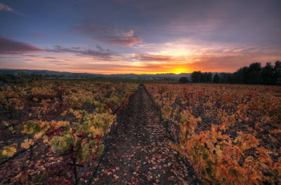 Vineyard in November