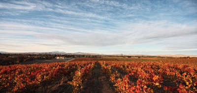 late afternoon in november