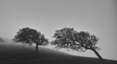 Two Oaks in Fog