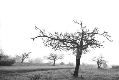 Abandoned Orchard in Fog