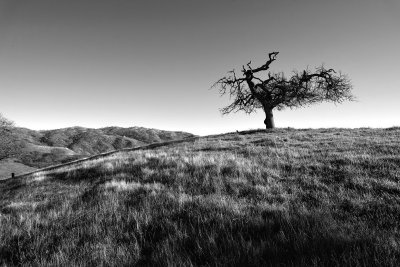 Another Oak, Another Hillside