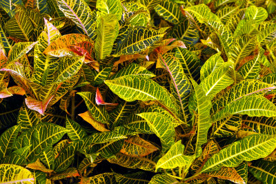 leaves