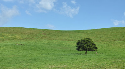 tree, alone