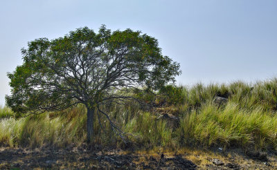 tree on roadside