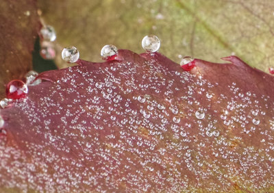 floating dew