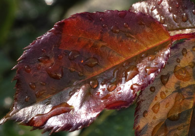raindrops 1