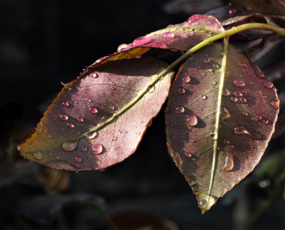 raindrops 2